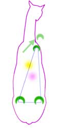 The center of gravity shifts backwards as the frontleg is lifted