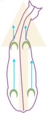 False bend resulting in shoulder-out