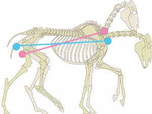 The pink horse has shortened the distance from seatbone to base of neck