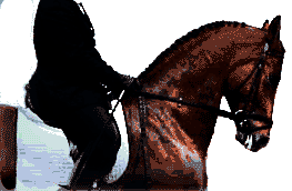 Horse pulled together and broken att the 3rd vertebra