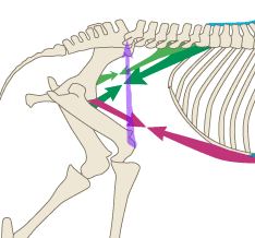 The Ilio-Psoas Group