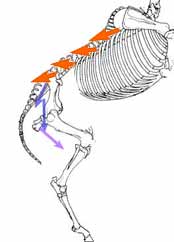 The butt and Longissimus work like a crane