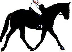 A quarter horse in a correct trot