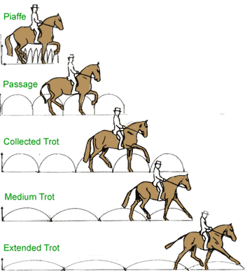 The trot continuum