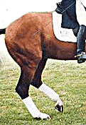 The moderate forward grasp of the hindlegs in piaffe