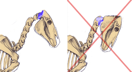 The head attaches near the top of the skull, not where the neck meets the jaw