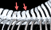 Processes rubbing against each other because the back is hollow