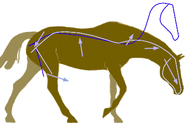 On the bit from behind - arching the spine by engaging the hindlegs