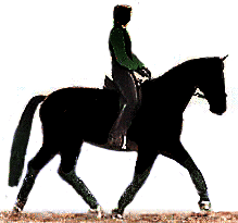 This horse is also correctly on the bit without collection or elevation of the neck