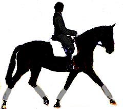This horse is also correctly on the bit without collection or elevation of the neck