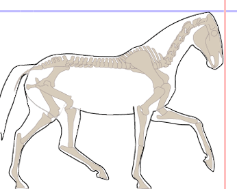 The horse is correctly on the bit without collection or elevation of the neck
