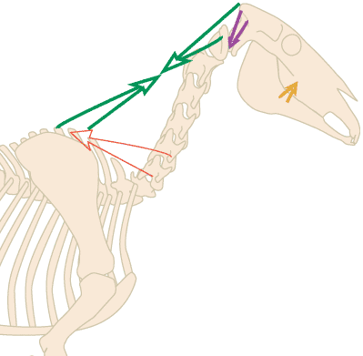 Hollow Posture