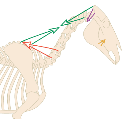 Normal Posture