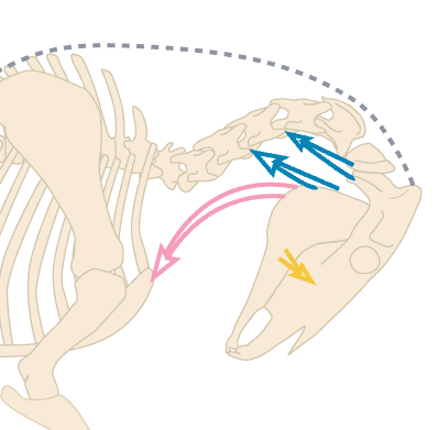 Muscles of the underline curling the neck