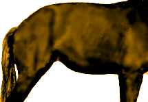 The horse can rotate the pelvis so much that the lumbar outline becomes convex