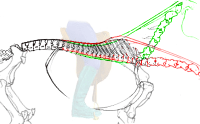 The arching of the thoracial back by lowering the neck