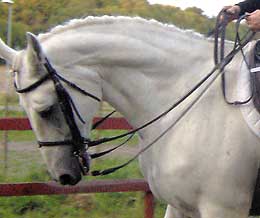 Horse curling behind the bit avoiding contact