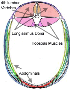 The mass of the iliopsoas inside the body of the horse