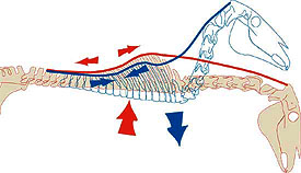 Lowering the necklifts the back under the saddle