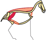 The iliopsoas muscle group in collection