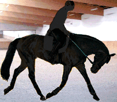 German dressage rider training deep in 1994