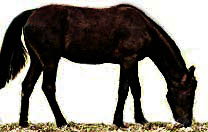 A horse's natural state of being - grazing on the ground