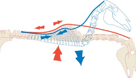 Lowering the neck stretches the back, lifting the head compresses it. Test were made on fresh horse cadavers, testing the effect of lowering the neck on the back