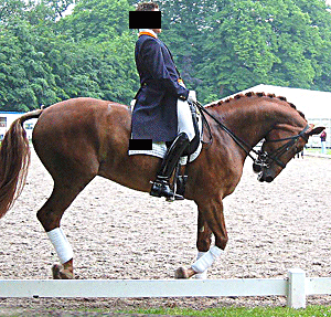 Dutch dressage rider