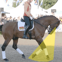 http://www.sustainabledressage.net/rollkur/why_not/deep_vision.gif