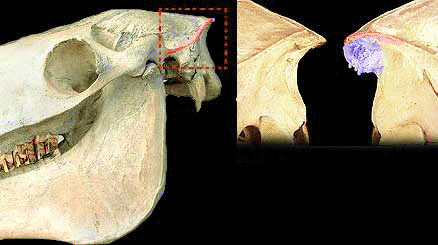 Added bony growth at the insertion area of the back of the skull