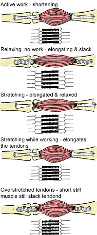 Muscles in all states of slackness and tension