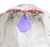 The insertion point at the back of the skull (blue)