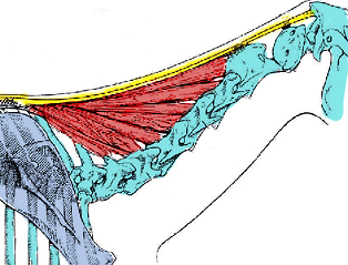 The nuchal ligament is a stretchy cord from the back of the skull to the withers