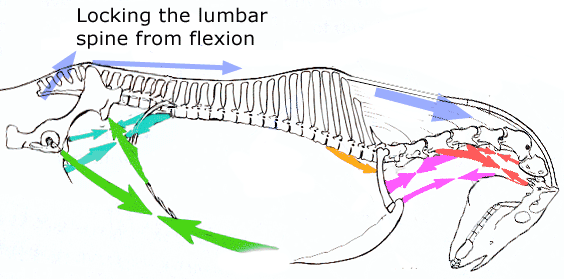 The lumbar back is locked sway by the extreme curl of the neck