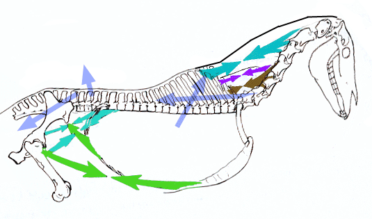 The lumbar back arched by the tucking of the croup from behind