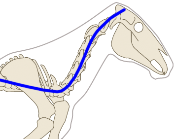 Increasing curvature of the lower curve of the spine / horse working above the bit