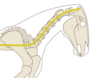 Straightening of the spine / lengthening of the neck that comes from correct work and selfcarriage