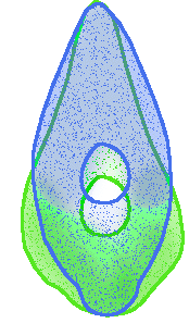 Good neck development (blue) as opposed to bad (green)