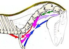 Underline muscles of the neck