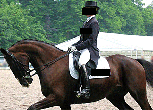 Dutch dressage rider