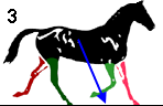 NODAP - Both hindlegs and forelegs recieving the landing horse equally, trunk is stable