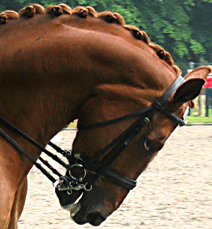 Partoid glands pushed out by pressing the jaw against the neck