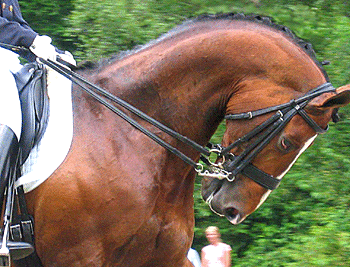 Rider manually pulling the horse's head back