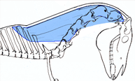 The M. Splenius stretched across the vertebral column instead of suspending it from above