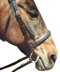 A well fitted snaffle with no wrinkled lips