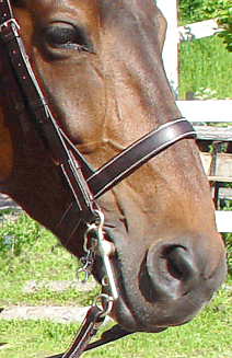 A curb/weymouth in the horse's mouth