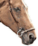 A kineton/puller noseband