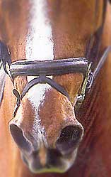 An excessively tight flash extension asphyxiating the horse