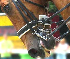 Mouth cranked shut with a crank noseband