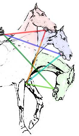 The different positions the head can take with a given amount of rein